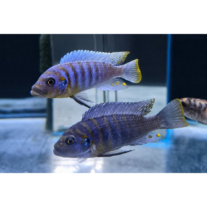PO. Metriaclima fainzilberi Ikombe F1 4-6cm