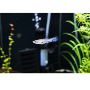 PO. Micropoecilia parae "Melanzona Blue"