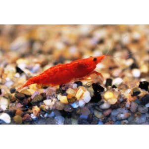 INV. Neocaridina red fire