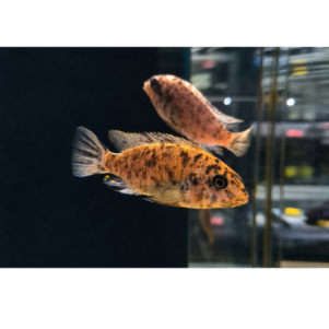 PO. Tropheops sp. makokola reef