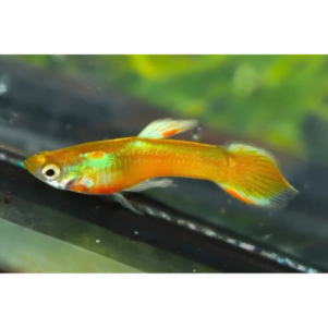 PO. Guppy endler "Gold" male