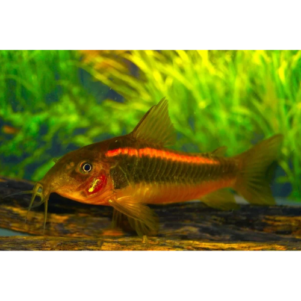 PO. Corydoras "Neon Orange" CW10 4-5cm SAUVAGE